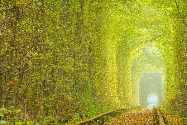 Kärlekens Tunnel Sommardag Rivneregionen Ukraina Tät Lövskog Och Järnväg — Stockfoto