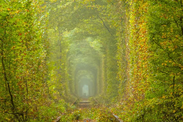Letní Den Regionu Rivne Ukrajině Tunel Lásky Hustý Listnatý Les — Stock fotografie