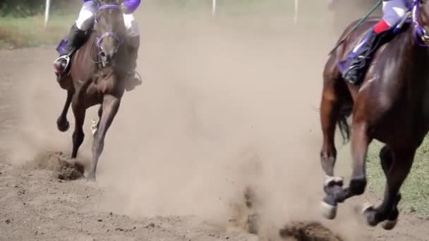 Солнечный Летний День Ипподроме Скаковые Лошади Бегают Изгибе Поднимают Много — стоковое видео