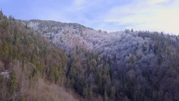 Vuelo Sobre Bosque Coníferas Ramas Árboles Cubiertas Con Primera Nieve — Vídeos de Stock