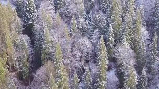 Lot Nad Lasem Iglastym Gałęzie Drzew Pokryte Lekkim Śniegiem Widok — Wideo stockowe