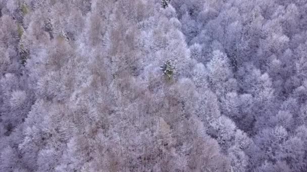 Політ Над Змішаним Лісом Гілки Дерев Покриті Легким Снігом Камера — стокове відео