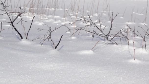 北極圏を越えて晴れた日 深い雪の中で茂みをクローズアップ パノラマ — ストック動画