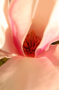 Lale ağacı çiçekleri