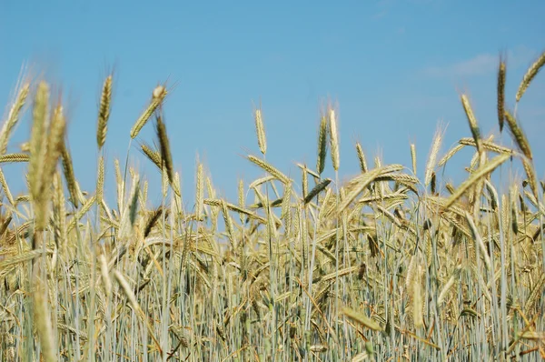 Fältet kanten av ett majsfält med blå himmel — Stockfoto