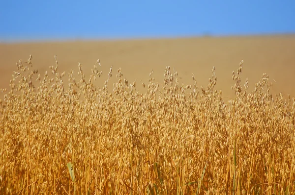 Visa från kanten på ett majsfält — Stockfoto