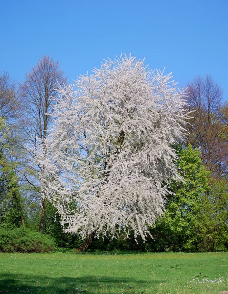 beyaz çiçekli kiraz ağacı