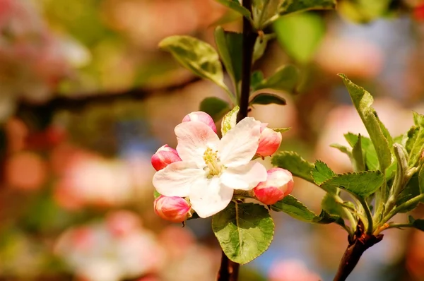 güzel bahar çiçek arka plan