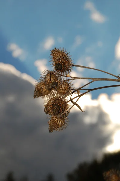 kurutulmuş dulavratotu