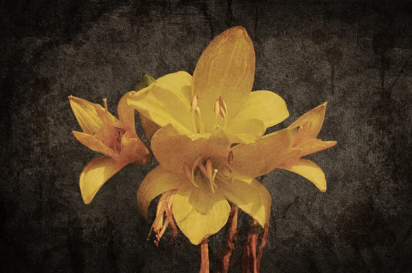eski grunged tuval zemin üzerine sarı Asya lily