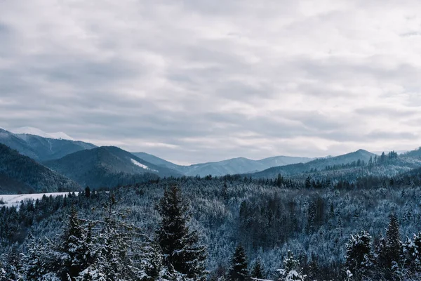Breathtaking Frosty Landscape Transcarpathian Mountains Winter Лицензионные Стоковые Фото
