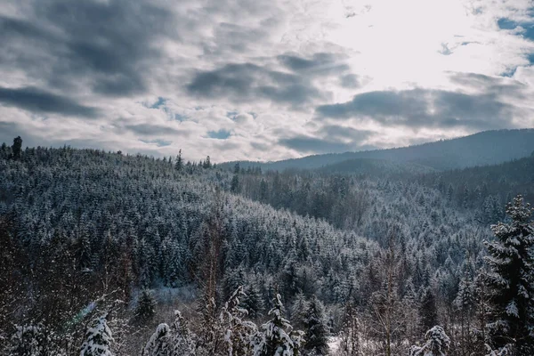 Breathtaking Frosty Landscape Transcarpathian Mountains Стоковое Изображение