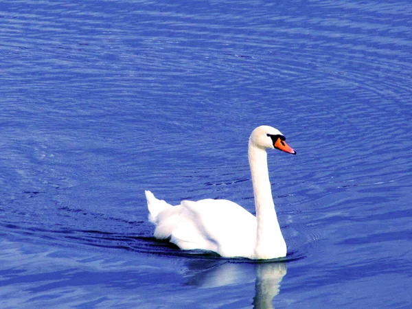 Lac des cygnes — Photo