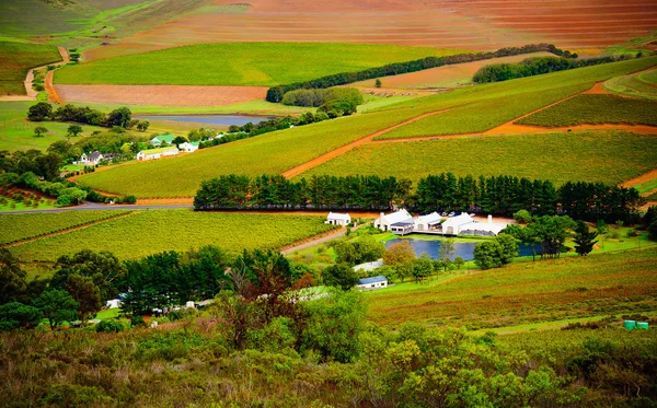Wijngaarden in Kaapstad. — Stockfoto