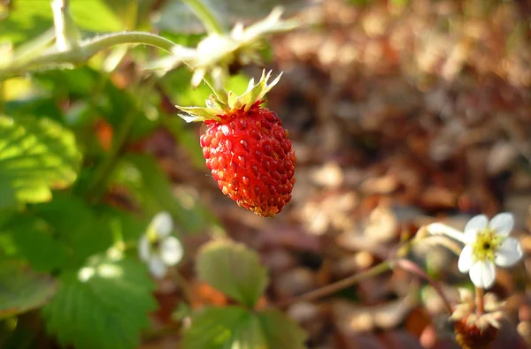 Erdbeeren auf einem Zweig — Stockfoto