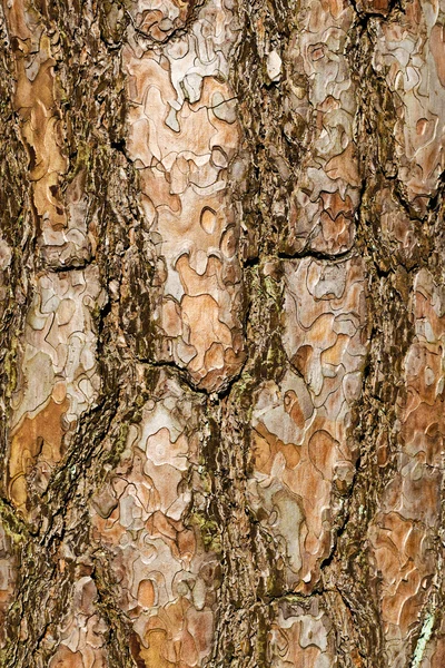 La corteccia dei pini, illuminata dal sole. Sfondo verticale naturale — Foto Stock