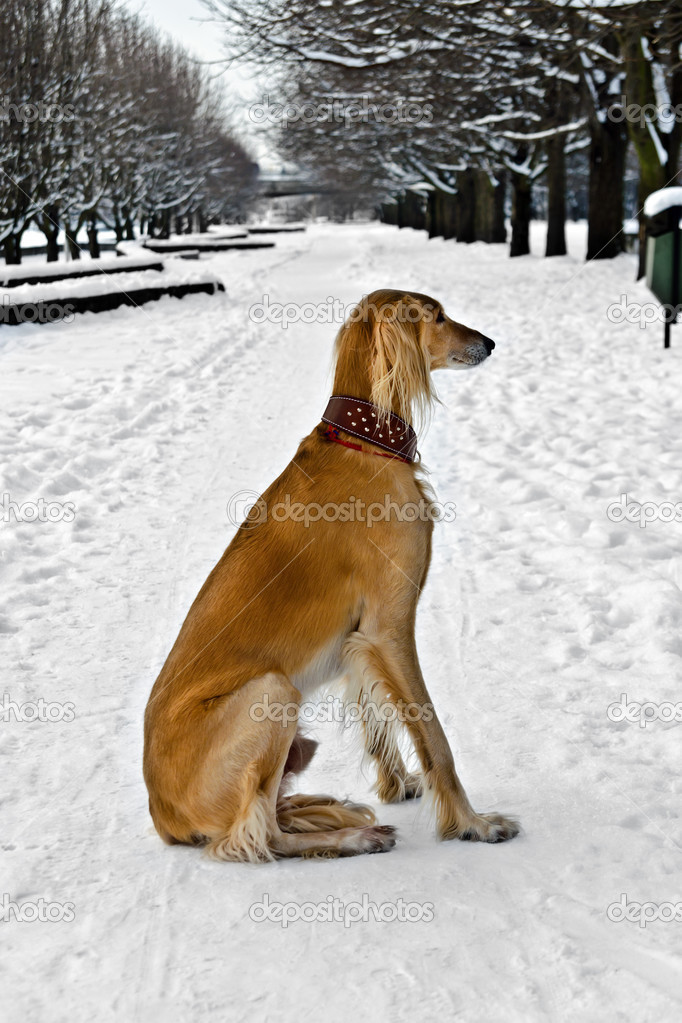 Saluki (Persian Greyhound, Royal Dog of Egypt) at the winter walk