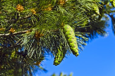 Pinus peuce (Makedonya çam). Koniler ve iğneler portre