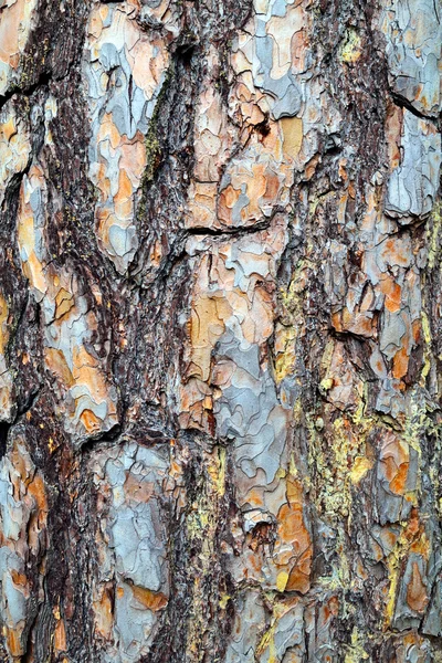 Primer plano de la corteza de pino. Fondo natural vertical — Foto de Stock
