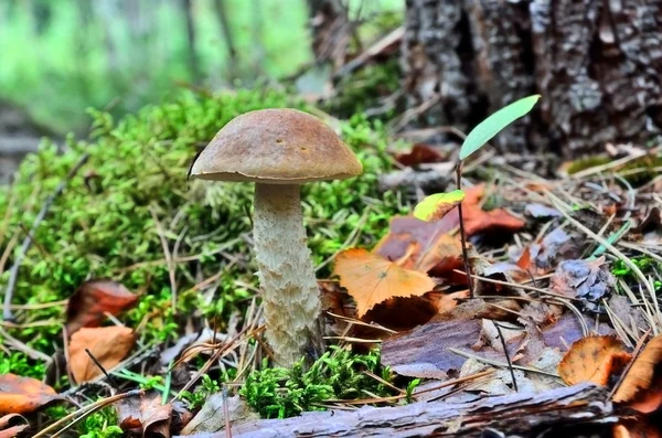 Boletus scaber (Leccinum scabrum) under the birch — Stock Photo, Image