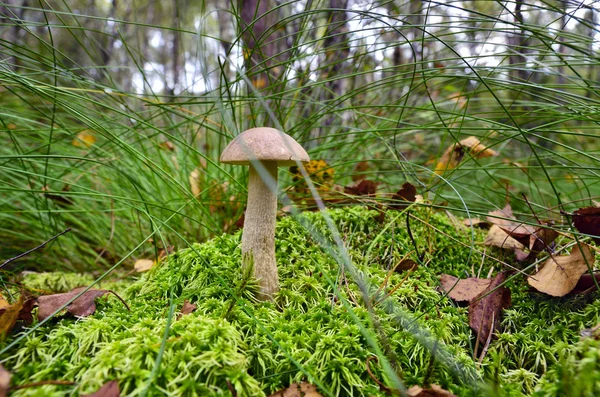 Boletus scaber (Leccinum scabrum) on the marsh hillock — Stock Photo, Image