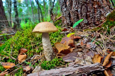 Huş ağacı altında çörek scaber (Leccinum scabrum)