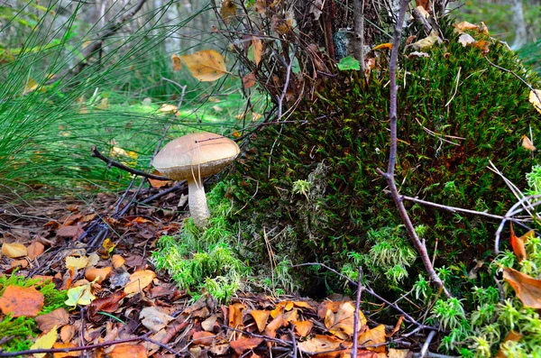 Boletus scaber (Leccinum scabrum) under the old birch — Stock Photo, Image