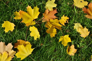güzel sonbahar yaprak sonbahar