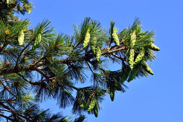 Pinus peuce (Makedonya çam ağacı) mavi gökyüzü