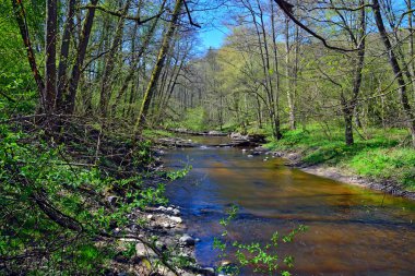 Küçük orman Nehri üzerinde bahar