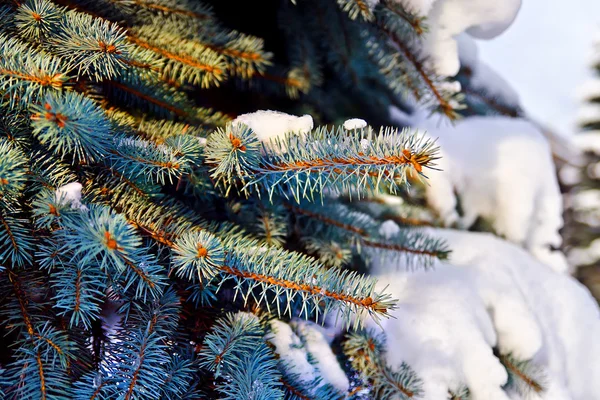 Paws blue spruce (lat. Picea pungens) in the snow — Stock Photo, Image