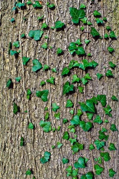 Ivy ordinary or ivy climbing (lat. Hedera helix) to the trunk of the tree — Stock Photo, Image