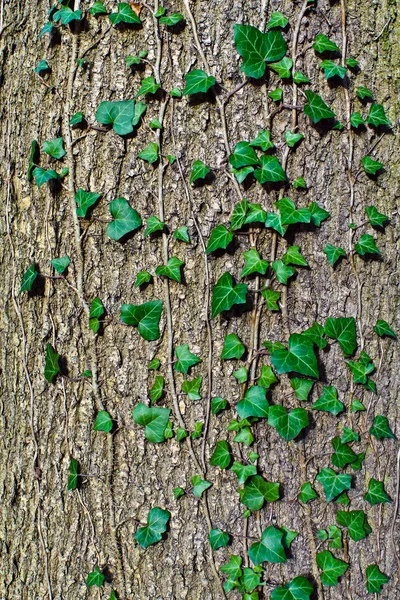 Ivy vanliga eller murgröna klättrar (lat. hedera helix) stammen på trädet Royaltyfria Stockfoton