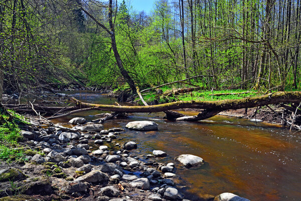 Весна на маленькой лесной реке
