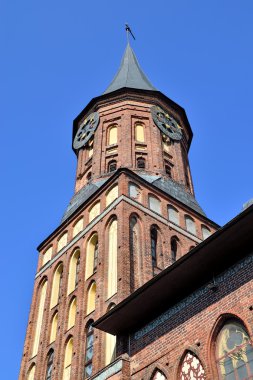 Kule koenigsberg Katedrali. sembol Kaliningrad (formerly koenigsberg), Rusya Federasyonu