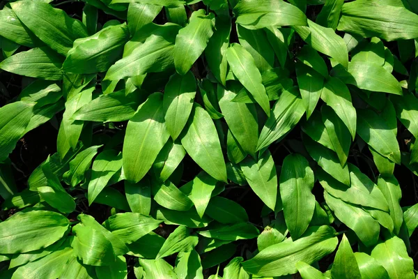 Ramson 或野蒜 (南纬葱属葱) — 图库照片