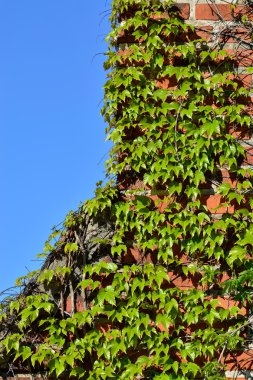 Ivy antik tuğla duvar