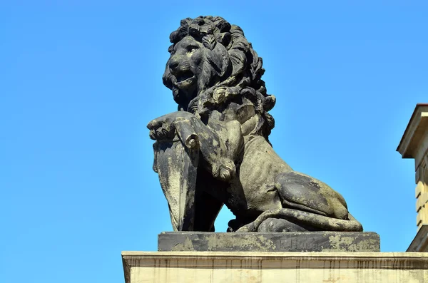 León de piedra de Koenigsberg — Foto de Stock