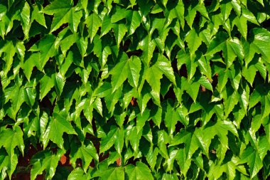 Tuğla bir duvarda yaygın sarmaşık (hedera sarmal)