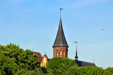 kneiphof Adası Koenigsberg Katedrali. Kaliningrad, russ