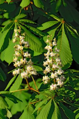 çiçek kestane portre