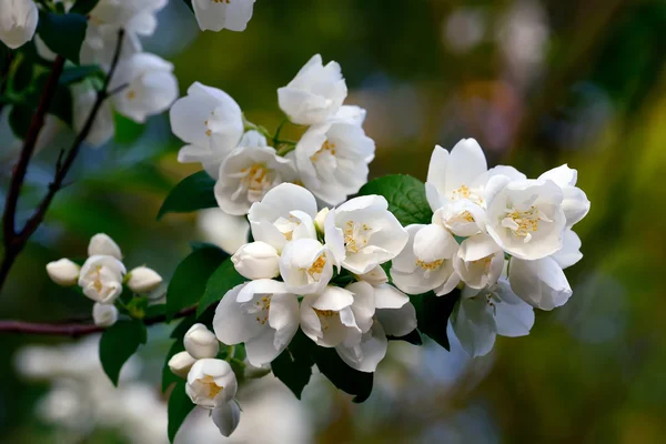 çiçekli mock-orange (philadelphus) kapatmak