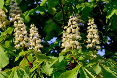 kestane çiçeği (castanea)