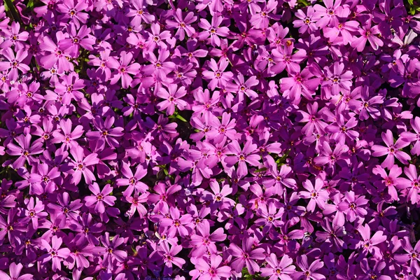 Natura fiore sfondo — Foto Stock