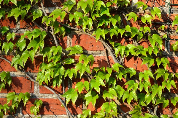 Parthenocissus tricuspidata on a brick wall — Stock Photo, Image