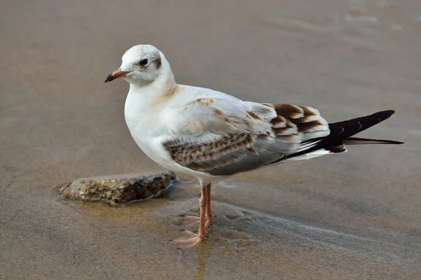 Mewa na plaży — Zdjęcie stockowe