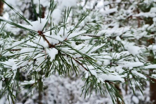 Pine Needles Covered Snow Close Winter Landscape — Stock Photo, Image