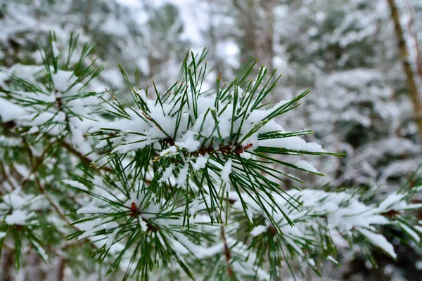 Pine Needles Covered Snow Close Winter Landscape — Stock Photo, Image