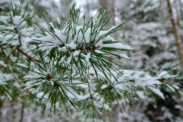 Pine Needles Covered Snow Close Winter Landscape — Stock Photo, Image