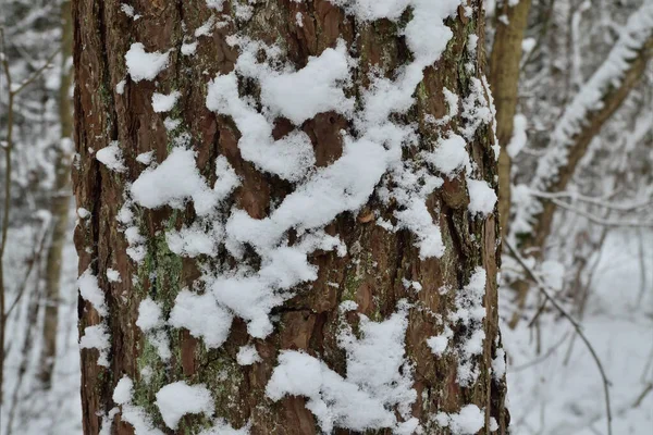 Tronco Pino Coperto Neve Primo Piano Bellissimo Paesaggio Naturale Invernale — Foto Stock